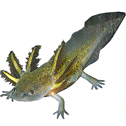 Enigma Axolotl Morph